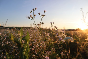 Garden in the sunset