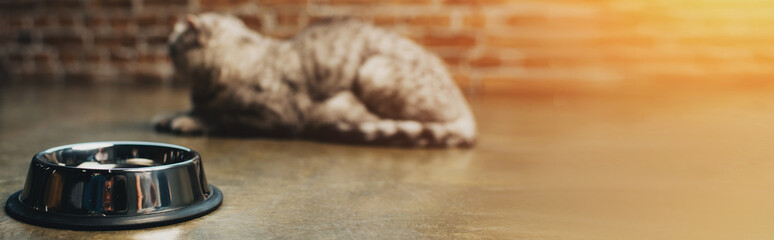 panoramic shot of metal bowl and cat on floor with sunlight