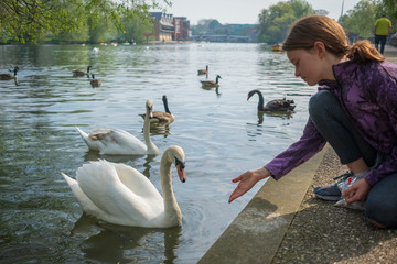 girl feeding the swans on the riverside
