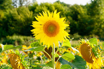 Sunflower natural background.Sunflower blooming.