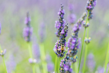 Close-up of purple lavender flowers with bee, sustainable agriculture fields in Provence, France
