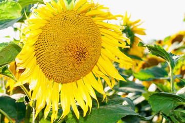 Sunflower natural background.Sunflower blooming.