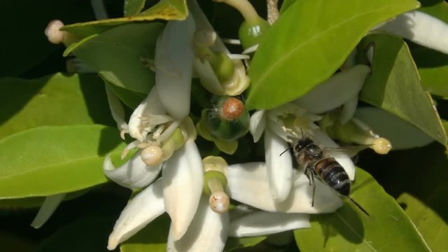 Bee flying on Orange Blossom flower, Honey Bee