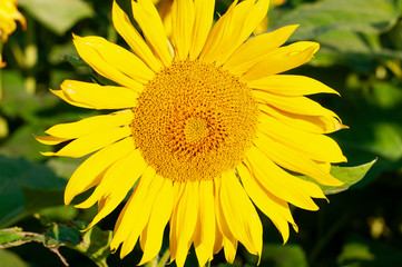 Sunflower natural background.Sunflower blooming.