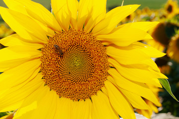 Naklejka premium Bee collecting pollen from sunflowers head in the nature.