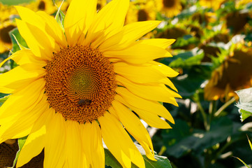 Obraz premium Bee collecting pollen from sunflowers head in the nature.