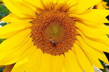 Bee collecting pollen from sunflowers head in the nature.
