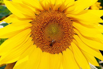 Bee collecting pollen from sunflowers head in the nature.