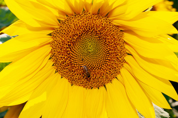 Bee collecting pollen from sunflowers head in the nature.