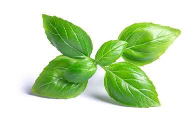 basil herb leaves