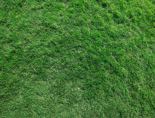 Fototapeta premium grass texture from a field