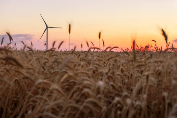 Fototapeta premium Wind turbines and agricultural field on a summer day at sunset. Energy production, clean and renewable energy.