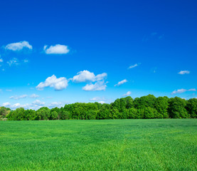 field of grass and perfect sky