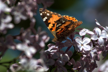 Spring, lilacs and butterflies / Ankara / Turkey