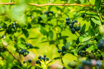 Vaccinium corymbosum, the northern highbush blueberry on a branch