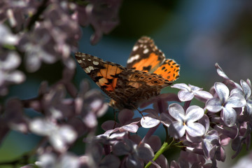 Spring, lilacs and butterflies / Ankara / Turkey
