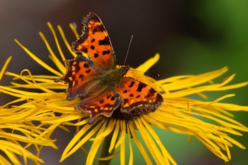 Obraz premium The Queen of Spain fritillary butterfly (Issoria lathonia)