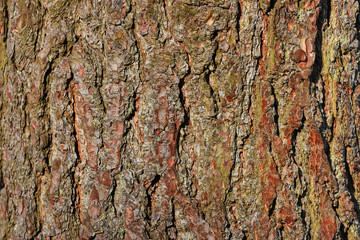 tree bark texture high quality  background