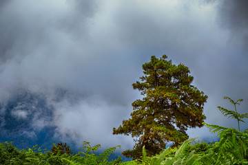 Aguamansa ist ein Ortsteil von La Orotava und ist auf einer Höhe von ca. 1100 m. Der Name...