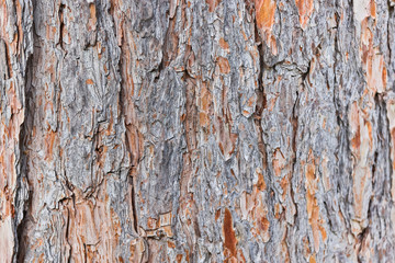tree bark texture high quality  background