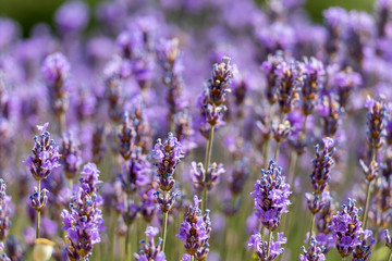 Natural floral background with close-up of Lavender flower field, vivid purple aromatic wildflowers in nature