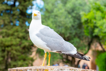 Seagull bird in Roman Forum, Rome, Italy
