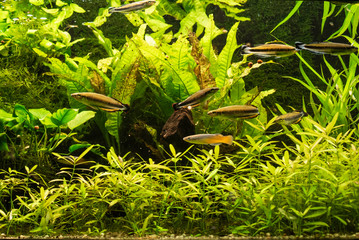 Beautiful view of an aquarium.