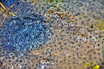 many frog eggs in the water 