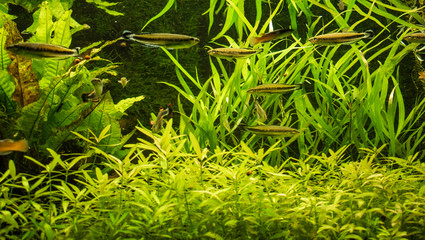 Beautiful view of an aquarium.