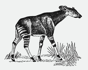 Endangered okapi, okapia johnstoni walking in a landscape. Illustration after a vintage engraving from the early 20th century