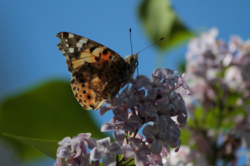 Spring, lilacs and colorful butterflies in my garden / Ankara / Turkey