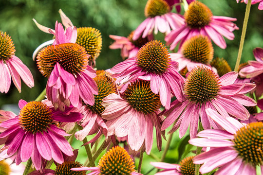 Cluster of Coneflowers
