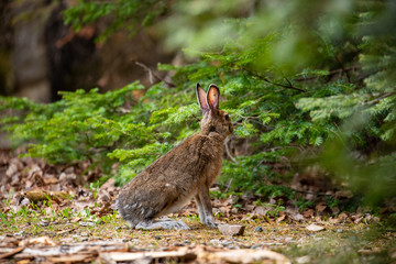Snowshoe hare in Canada © hecke71