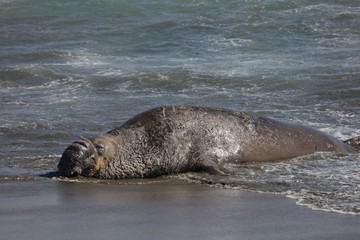 Obraz premium Elephant seal