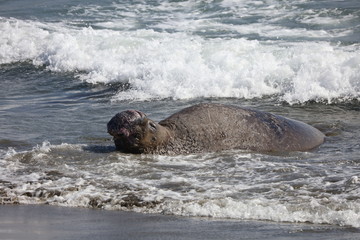 Elephant seal