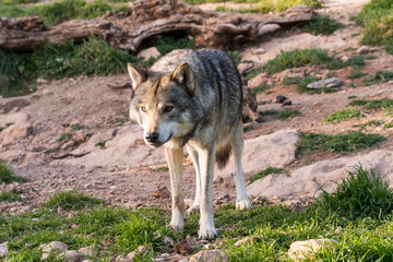 Fototapeta premium Close up portrait of a grey wolf