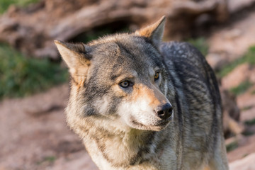 Close up portrait of a grey wolf