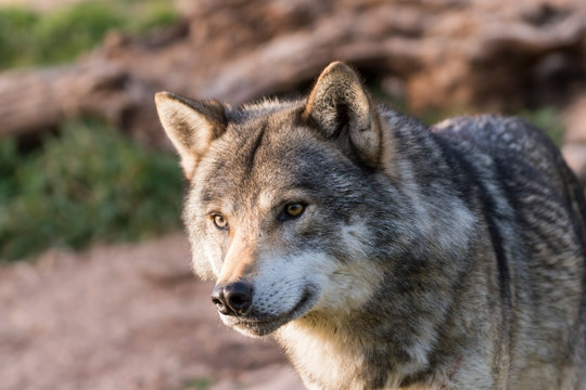 Close up portrait of a grey wolf