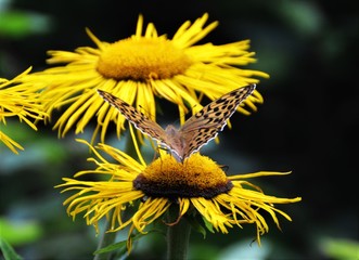 The Queen of Spain fritillary butterfly (Issoria lathonia)