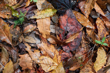 Abstracción natural