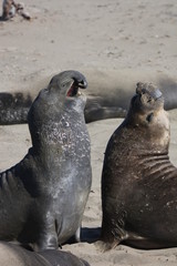 Fototapeta premium Elephant seal