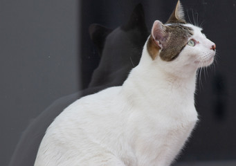 La mirada de un gato