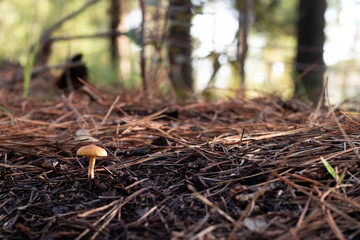 small fungus in forest