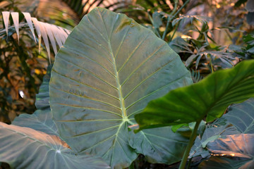 Close to a thick juicy leaf of an exotic plant in a greenhouse