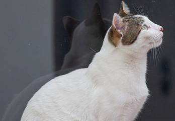 La mirada de un gato