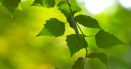 Fototapeta premium Green leaves of trees shot close-up in a summer park.