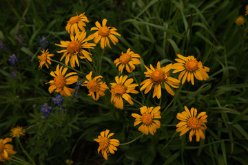 Wild flowers