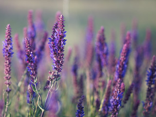 Fototapeta premium Lavender at sunset, field of purple flowers