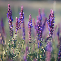 Lavender at sunset, field of purple flowers
