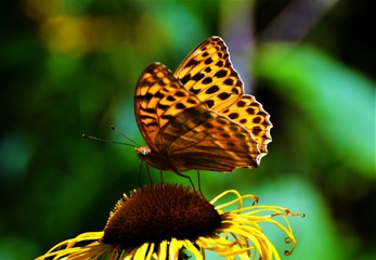 The Queen of Spain fritillary butterfly (Issoria lathonia) 